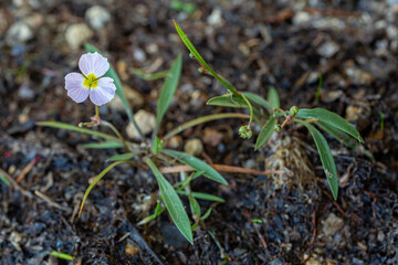 Small plants with yellow and pinkish flowers of Baldellia repens.