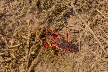 Procambarus clarkii. American Red River Crab at the bottom of the waters of the Valparaíso Reservoir, Zamora, Spain.