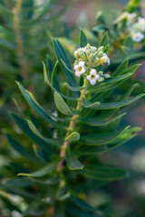 Daphne gnidium. Mezereon, branch with leaves and flowers with white petals.