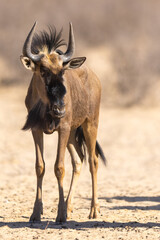 A Blue wildebeest (Blouwildebees) (Connochaetes taurinus) approaching the water hole at Cubitje Quap in the Kgalagadi Transfrontier Park, Kalahari