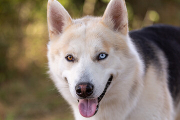 Siberian Husky. Closeup of the head with eyes of different color, brown and blue.