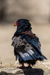 Bateleur (Berghaan) (Terathopius ecaudatus) at Cubitje Quap in the Kgalagadi Transfrontier Park, Kalahari