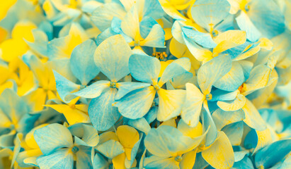 Yellow-blue flowers close-up. Bouquet of colorful flowers. City flower beds, a beautiful and...