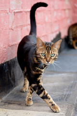 The graceful pose of a Bengal cat in the process of gait with a marbled coat color on the roof. A...