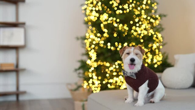 A dog in a brown sweater sits on the sofa. Jack Russell Terrier celebrates the New Year against the backdrop of a Christmas tree with garland lights. Holiday concept.