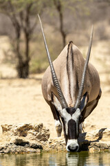 South African oryx (Oryx gazella) (Gemsbok) drinking at Cubitje Quap in the Kgalagadi Transfrontier...