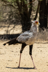 Secretary bird in (Sagittarius serpentarius) drinking at Cubitje Quap in the Kgalagadi Transfrontier Park, Kalahari