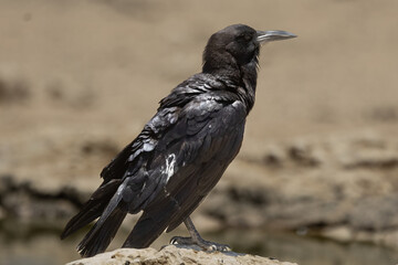Black Crow (Swartkraai) (Corvus Capensis) at Cubitje Quap in the Kgalagadi Transfrontier Park, Kalahari
