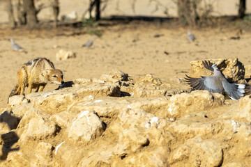 Naklejka na ściany i meble Black-backed jackal (Rooijakkals) (Lupulella mesomelas) hunting Ring-necked Doves (Gewone tortelduif) (Streptopelia capicola) at Cubitje Quap in the Kgalagadi Transfrontier Park, Kalahari