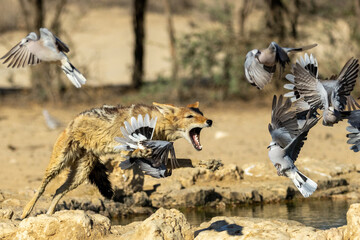 Black-backed jackal (Rooijakkals) (Lupulella mesomelas) hunting Ring-necked Doves (Gewone...