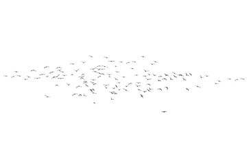 Flying birds. Vector images. White background. 