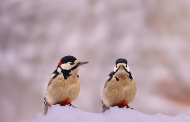 Two red-tailed woodpeckers among pure, white snow..