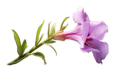 Purple iris isolated on white png transparent  background