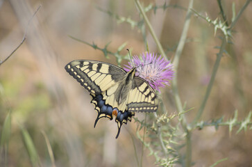 Obraz premium papillon machaon