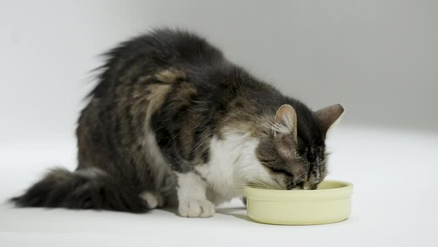 Cute Cat Enjoying Comfortably, Eating on a 4K White Infinite Background Studio Shot. Slow moition. 