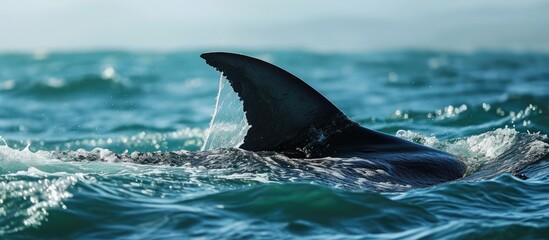 Naklejka premium Great white shark's tail fin seen in False Bay, South Africa.