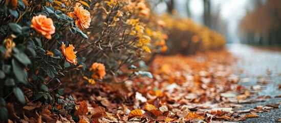 Trimmed rose bush with dry fallen leaves in autumn, prepared for winterizing. - obrazy, fototapety, plakaty