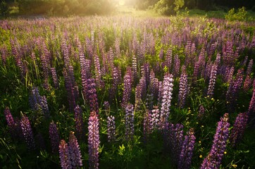 lilac wildflowers in the rays of the setting sun lupines