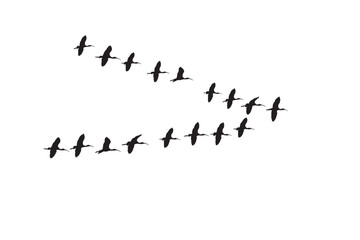 Vector birds. Birds flying in v shape. White background. 