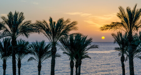 Fototapeta na wymiar silhouette of palm trees against the dawn sky and blue sea