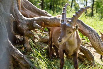 Majestätischer Steinbock in der Natur mit Baumstamm