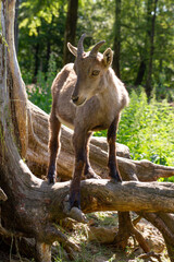 Steinbock in der Natur mit Baumstamm