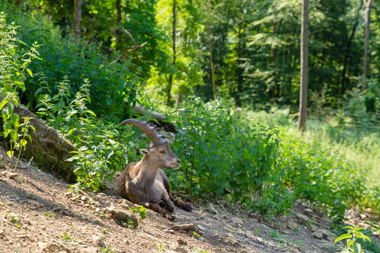 Majest&auml;tischer Steinbock in der Natur