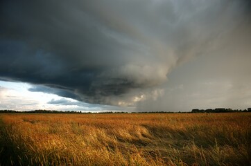 a thundercloud over a field of rye