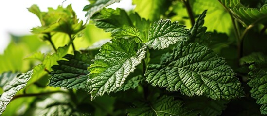 Perilla leaves promote good health and well-being.
