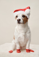  A spirited Jack Russell Terrier dog, dressed in a Santa hat and festive socks, raises a paw in seasonal cheer