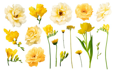 Set of yellow flowers isolated on transperent background