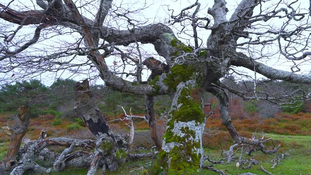 Beech forest (Fagus sylvatica) on the path to the trap to hunt wolves (Canis lupus), the so-called Lobera de Barr&oacute;n in the Sierra de Arcamo. Artaza. Alava. Basque Country. Spain. Europe