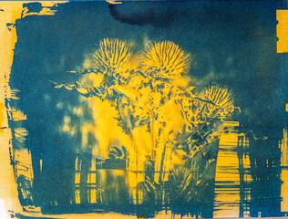 A handmade image of a cobweb thistle plant, printed using an old photographic process called a Cyanotype mixed with a Turmeric Anthotype process.