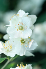 beautiful aroma jasmine blossom at sunny day. macro shot.