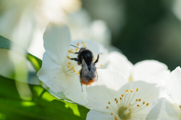 beautiful aroma jasmine blossom with working bumblebee at sunny day. macro shot.
