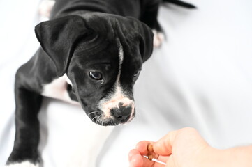 American Bulldog mix dog.Feeding concept. White background