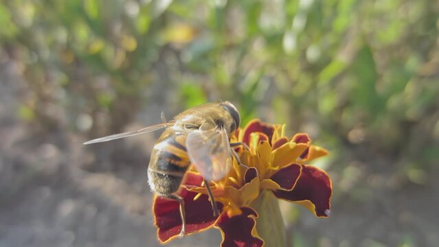 Close-up of a horsefly insect on a calendula flower feeding on nectar. Pollination of a plant