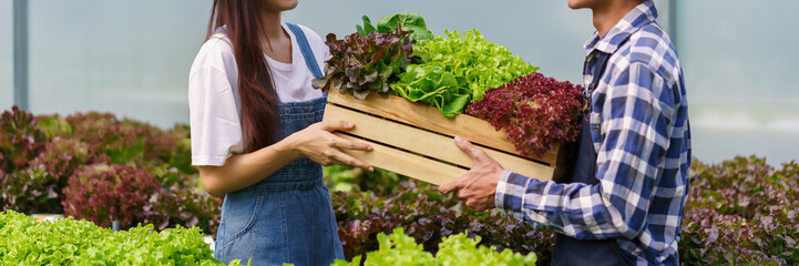 Couple gardener holds wood box of fresh salad produced from hydroponic system in hydroponics garden