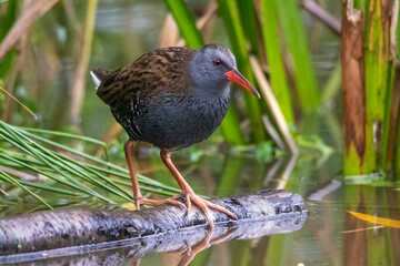 Water rail on a branch in the water © Johan