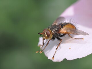 Igelfliege (Tachina fera) , Raupenfliege