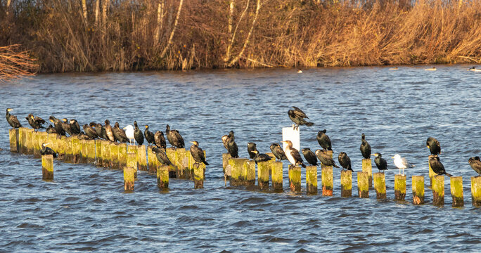 Cormorants resting togheter on poles in the water