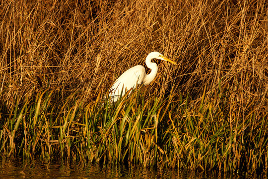 Great egret is wandering among the reeds