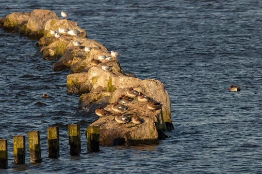 Widgeons resting on rocks in the water 