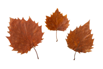 Autumn leaf with serrated margin isolated transparent png. Fall season dry brown foliage. Three different size leaves collection from one tree
