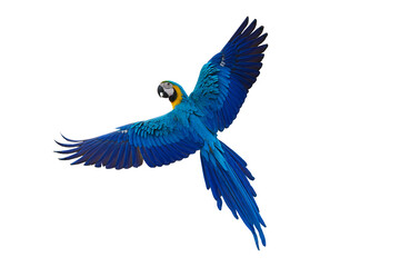 blue and yellow macaw parrot isolated on white background with clipping path. - obrazy, fototapety, plakaty