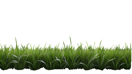 Fresh Green Grass Isolated Against a Transparent Background