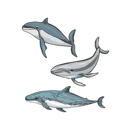 Set of whales and sharks. Isolated illustration of underwater animals. Isolated as a blank for designers, icon, logo, label