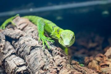 Green lizard on the bark of a cork tree.