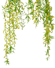 Young foliage and flowers of willow. transparent , png. Spring. nature. Flowering  branches willow.