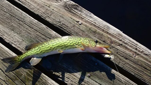 pickerel out of water  shore fishing, fish out of water on a deck